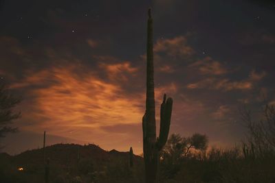 Cactus growing at desert against star field
