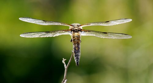 Close-up of dragonfly perching on plant