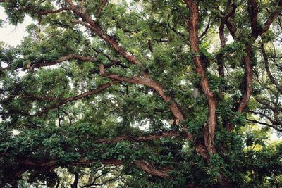 Low angle view of trees