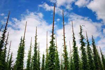 Low angle view of plants against sky