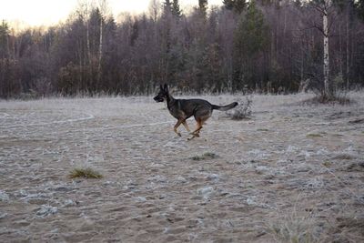 Dog running on snow covered landscape