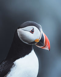 Close-up of a bird