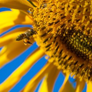 Close-up of bee pollinating on sunflower