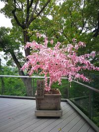 Pink flowers on tree