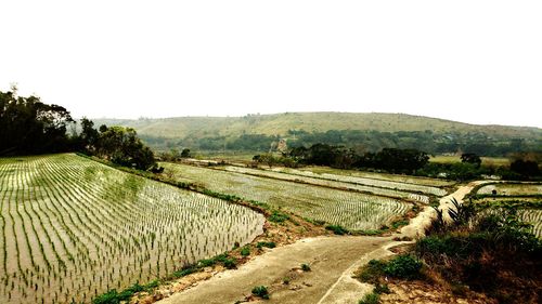 Scenic view of rural landscape