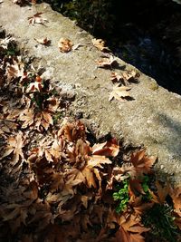 Leaves on ground