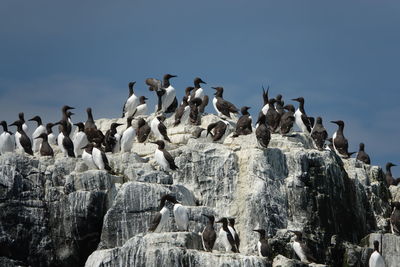 Flock of birds perching on rock