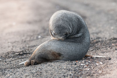 Close-up of seal