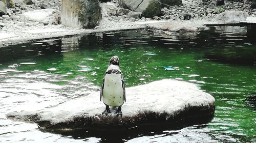 Duck swimming on a lake