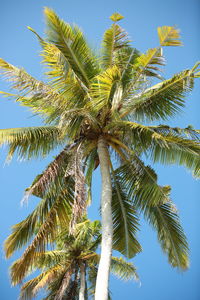 Low angle view of palm tree against sky