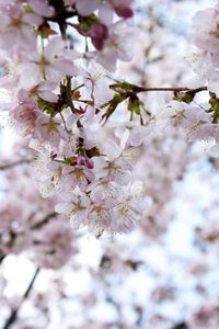 Close-up of cherry blossoms