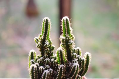 Close-up of plant