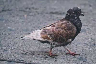 Close-up of an animal