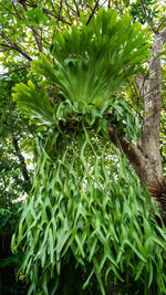 Close-up of fresh green plants in backyard