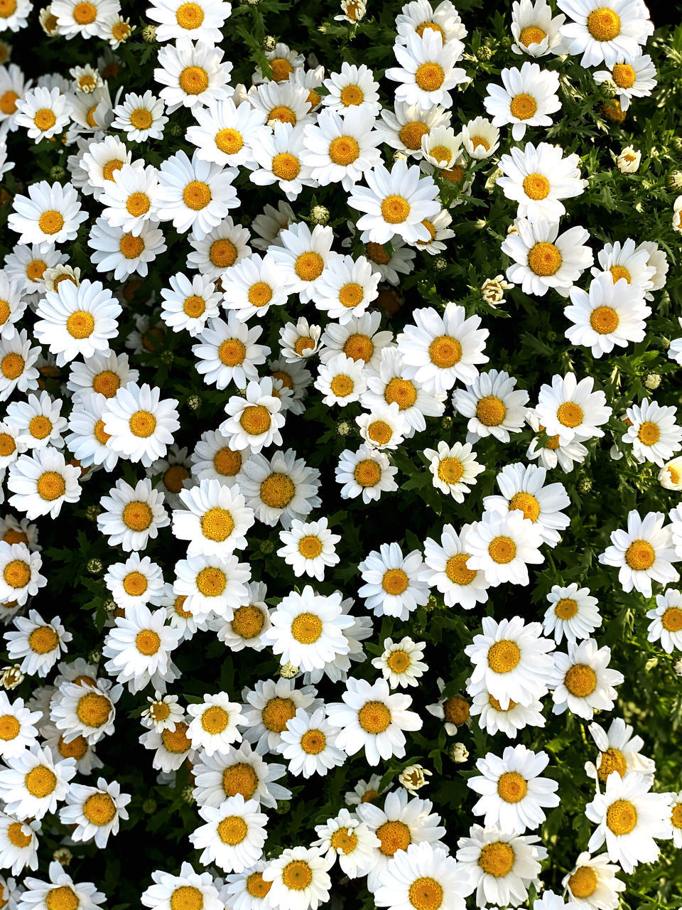 CLOSE-UP OF WHITE DAISIES