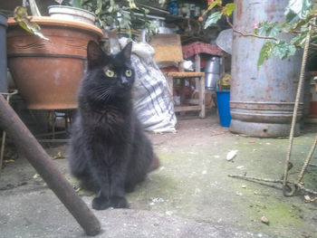 Portrait of cat sitting in yard