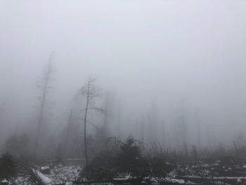 Trees on snow covered land against sky