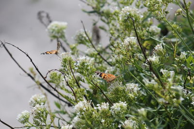 Close-up of butterfly pollinating on flower