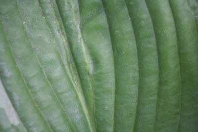 Full frame shot of green leaf