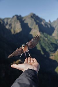 Low angle view of bird flying against mountains