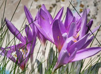 Close-up of purple crocus flowers