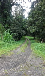 View of trees on landscape