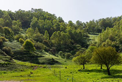 Scenic view of trees growing on field against sky