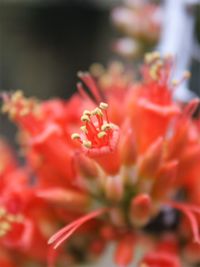 Close-up of red hibiscus blooming outdoors