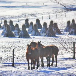 Horse on snow covered field