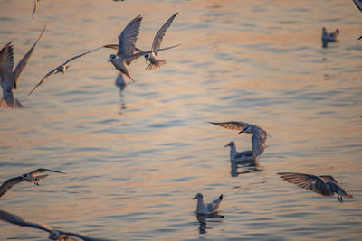 Birds flying over lake