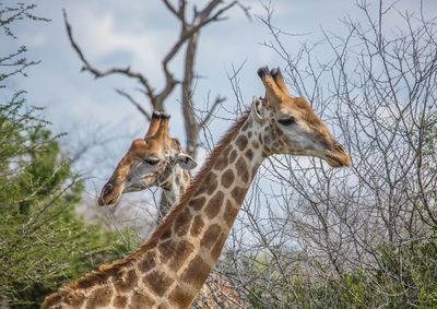 Giraffe in a field