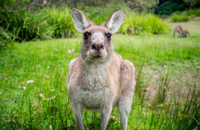 Portrait of kangaroo on grassy field