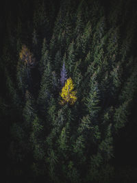 High angle view of pine trees in forest