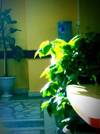 Close-up of plant on table at home