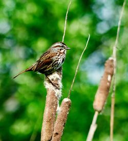 Close-up of bird perching on tree