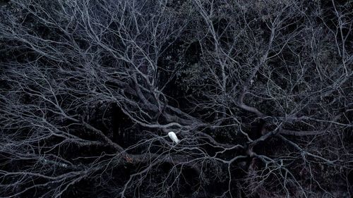 Full frame shot of bare trees in the dark