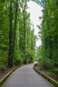 Road amidst trees in forest