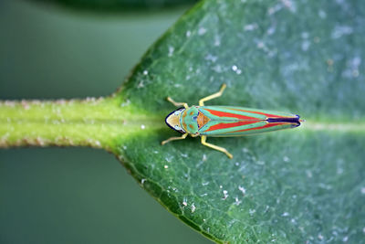 Close-up of insect on leaf