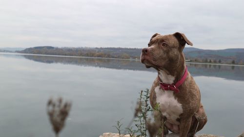 Dog by lake against sky