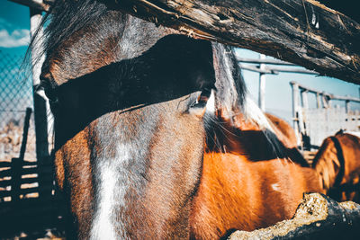 Close-up of a horse