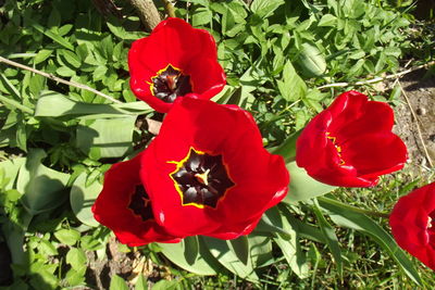 Close-up of red poppy flowers