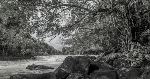 Trees in forest