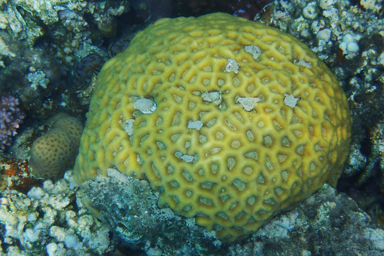 CLOSE UP OF CORAL IN SEA