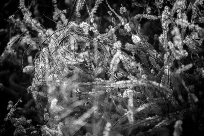 Close-up of frozen tree