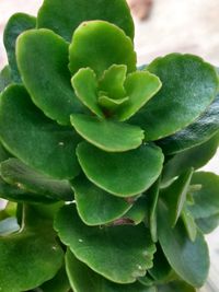 High angle view of succulent plant