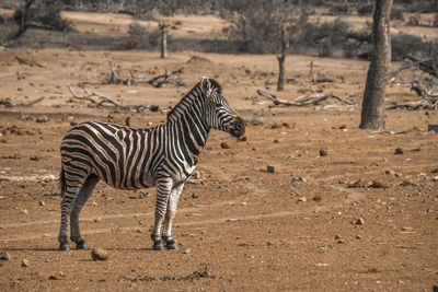 Zebra standing on ground