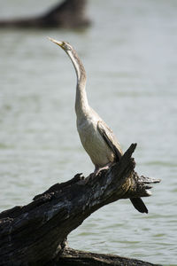 Close-up of bird perching on lake