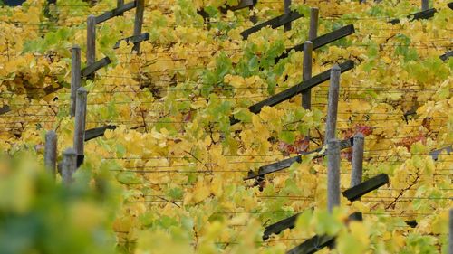 Tree growing in vineyard during autumn