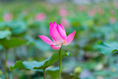 Close-up of pink flower blooming outdoors