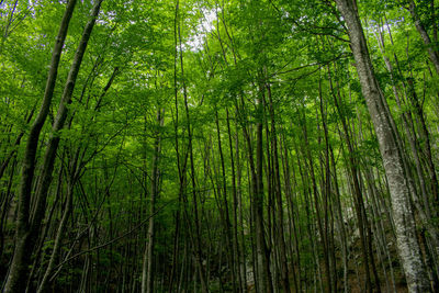 Low angle view of bamboo trees in forest